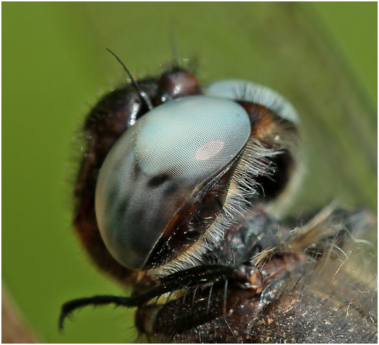 Libellula fulva mâle, oeil.